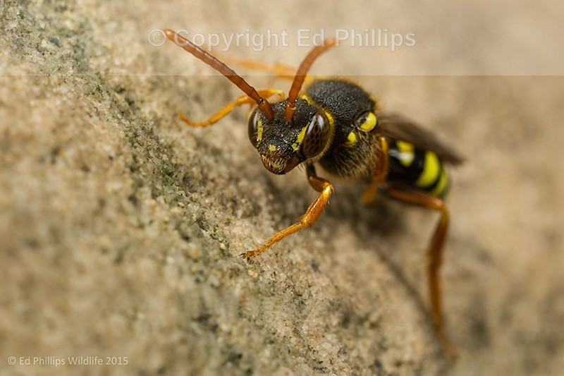 Nomada goodeniana (f)