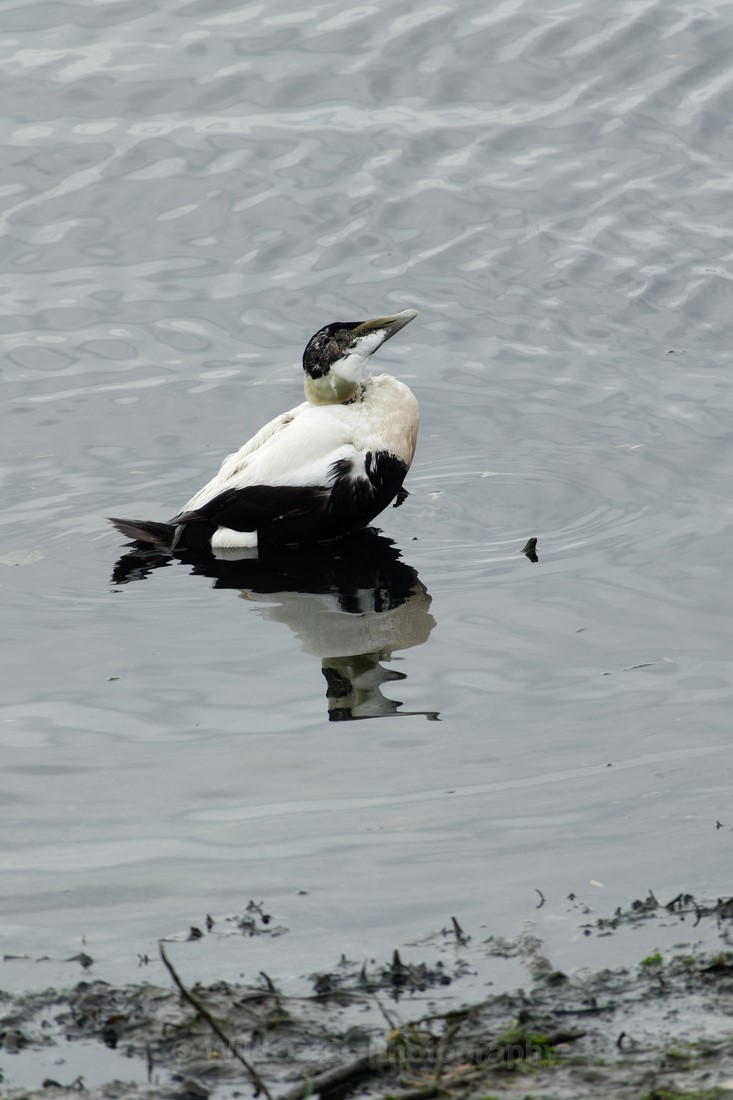 Fife_Male Eider 0027 - Isle of May and Fife