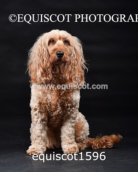 equiscot1596 - POPPY & EDDI