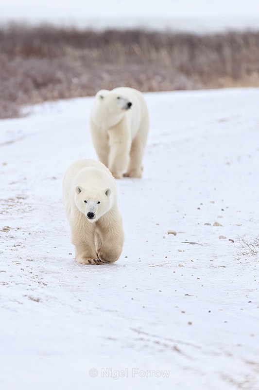 Polar Bears approach tundra buggy, Churchill, Canada - Polar Bear