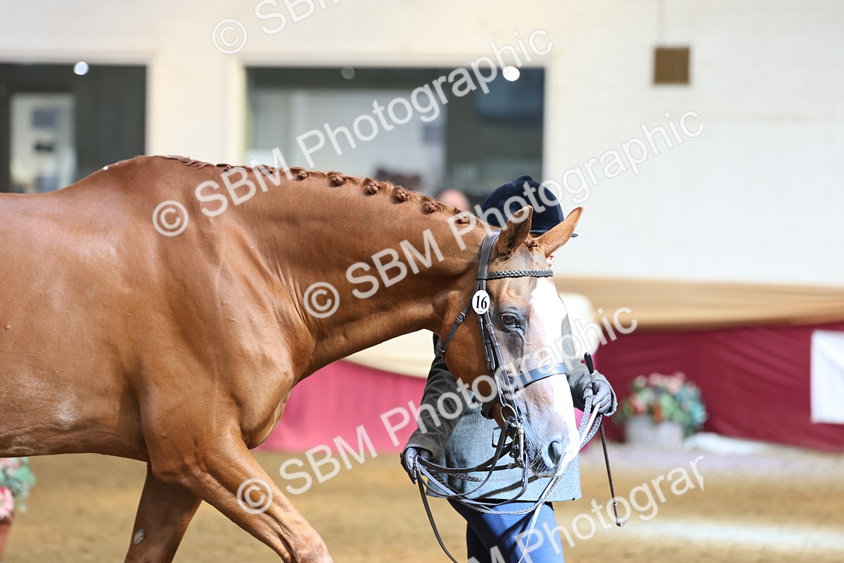 SBM_23322 - Class 903 - Supreme Final - IH Pre Vet