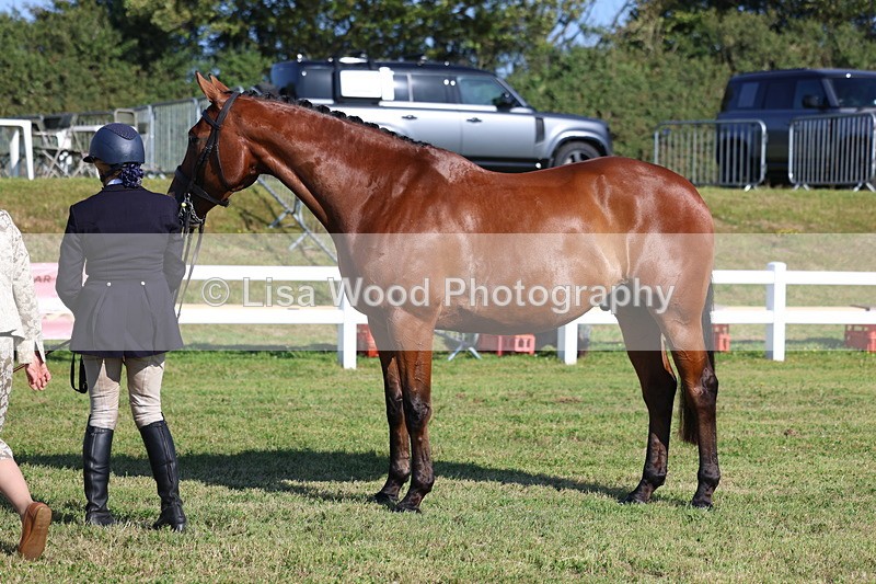3E7A5669 - Class 2: Rising Star Large Hack/Riding Horse