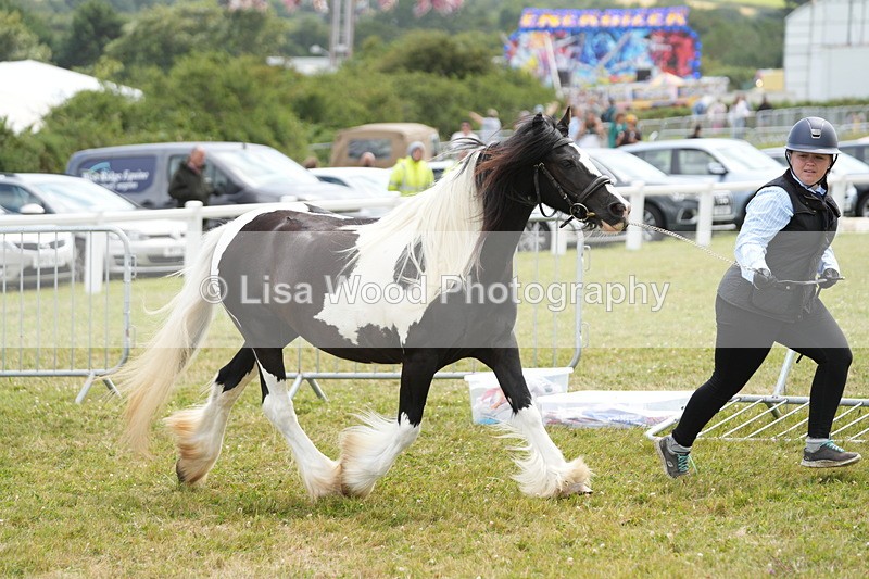 DSC06812 - Class 60: Coloured Pony 4yrs & over
