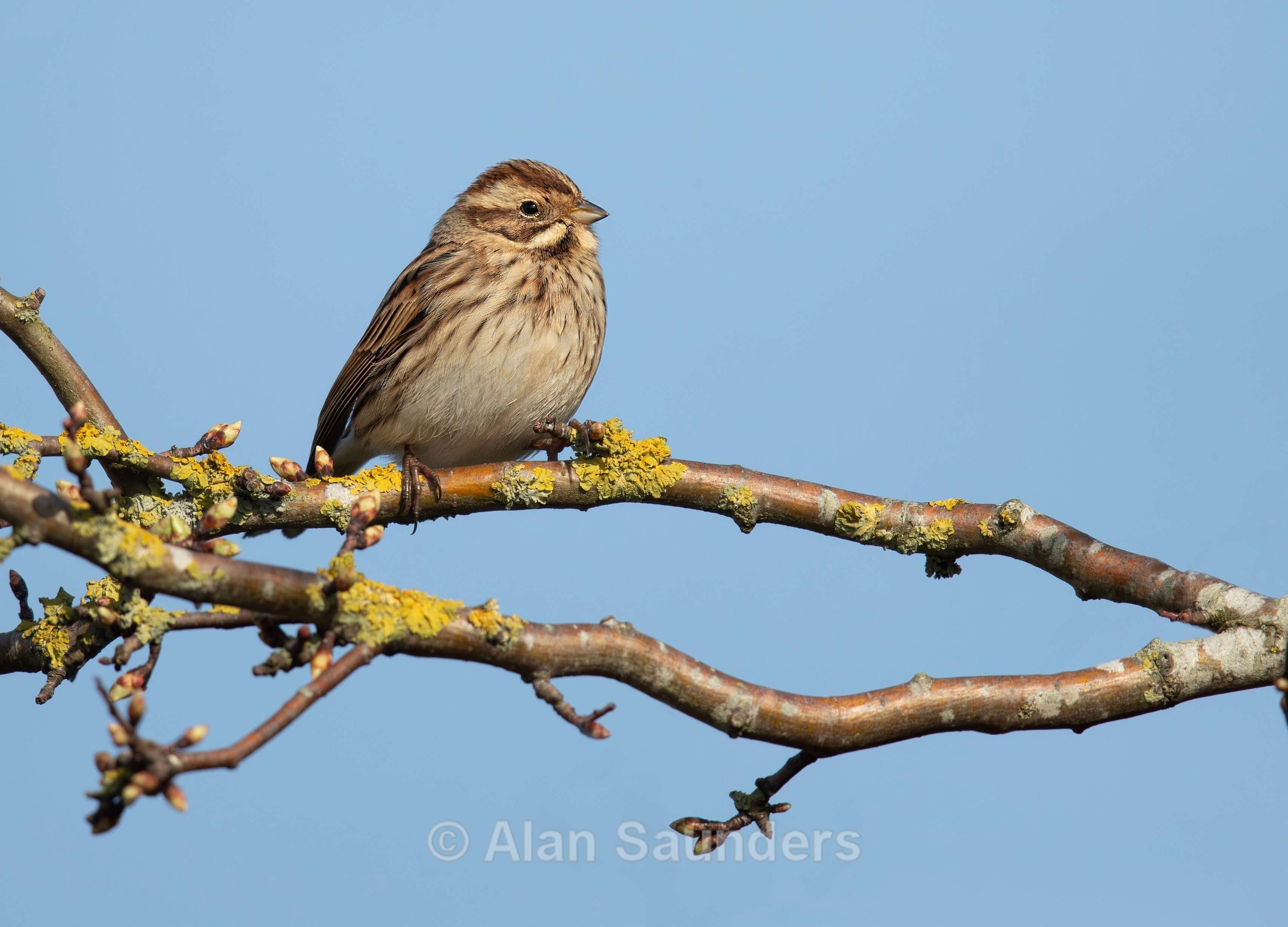Reed Bunting 1