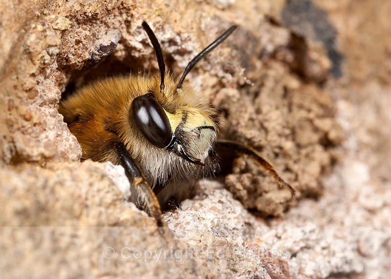 Anthophora  plumipes (m) - Anthophora plumipes