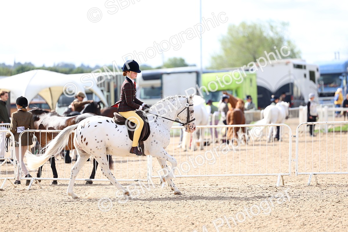 SBM_10815 - Class 305 - Ridden Foreign Breeds - Pure Bred