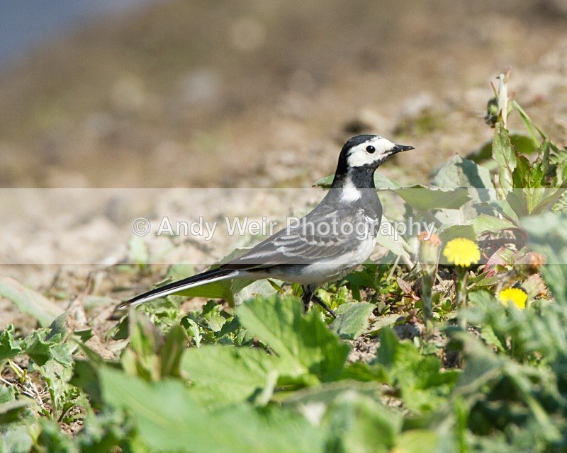 20110422-IMG_4702 - Wagtails