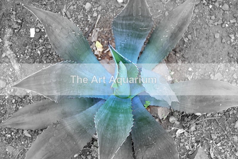 The Art Aquarium - Rachael Inchboard