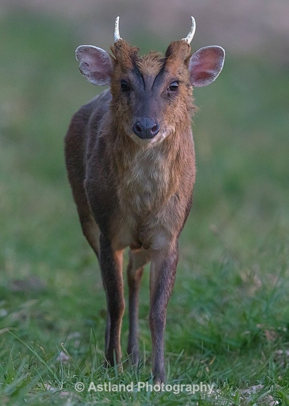 Astland Photography, Bird and Wildlife Images, Susan and Peter Wilson, U.K.