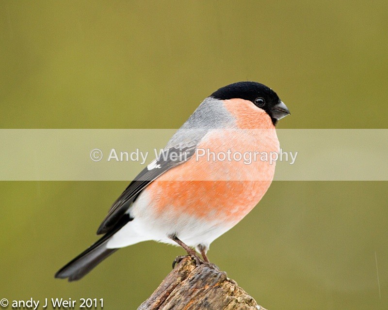 Bullfinch-3857 - Bullfinch
