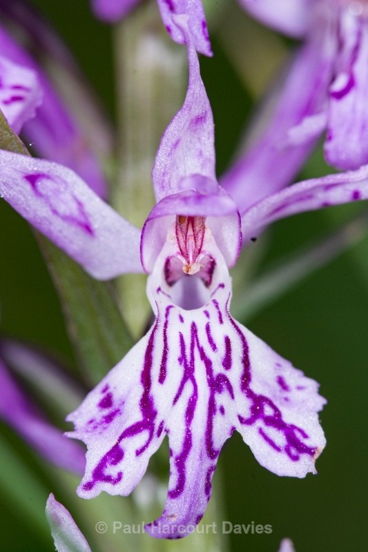 Spotted Orchid (Dactylorhiza maculata ssp saccifera) - Wild Orchids - 2