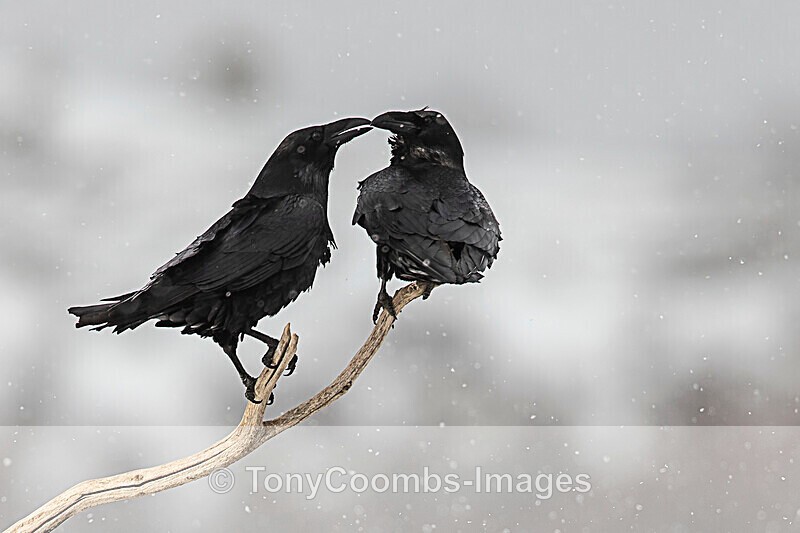 Raven  1901-18083 - The Mountains
