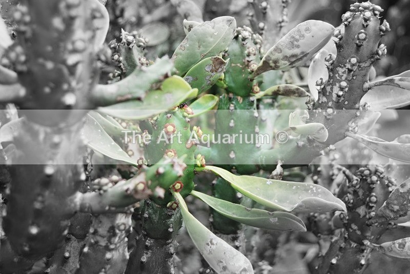  - Plants with Colour