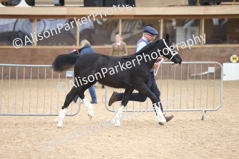 20251109-0788 - Class 24 - Foals