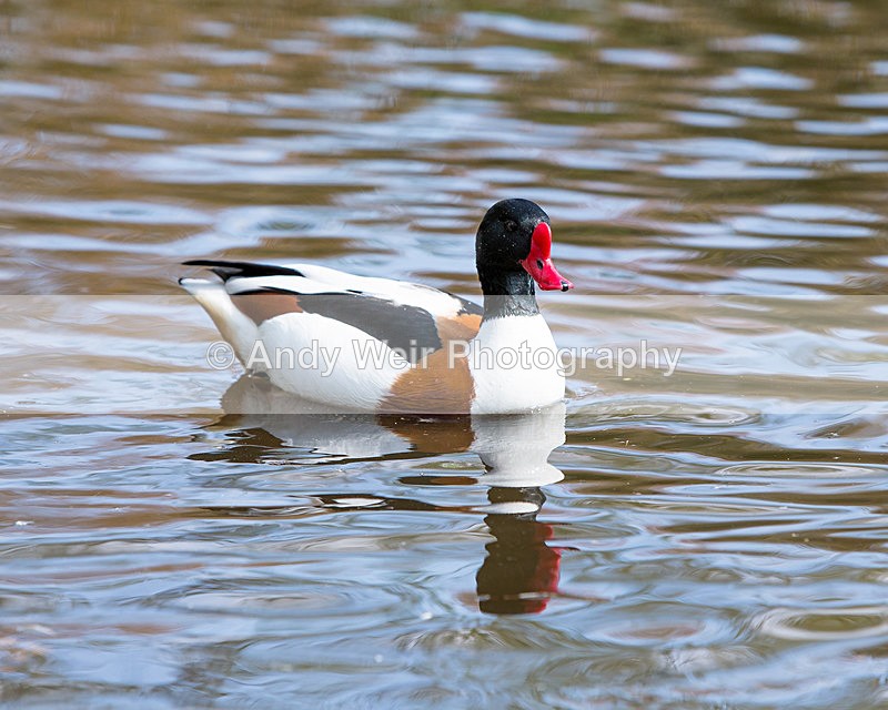 20140419-3K8A0311 - Shelduck