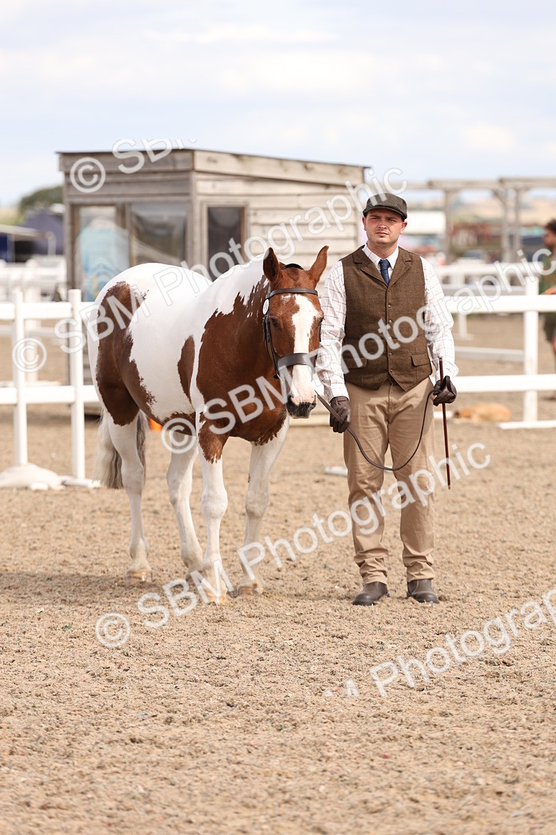 SBM_15372 - Class 210- IH Show Horse