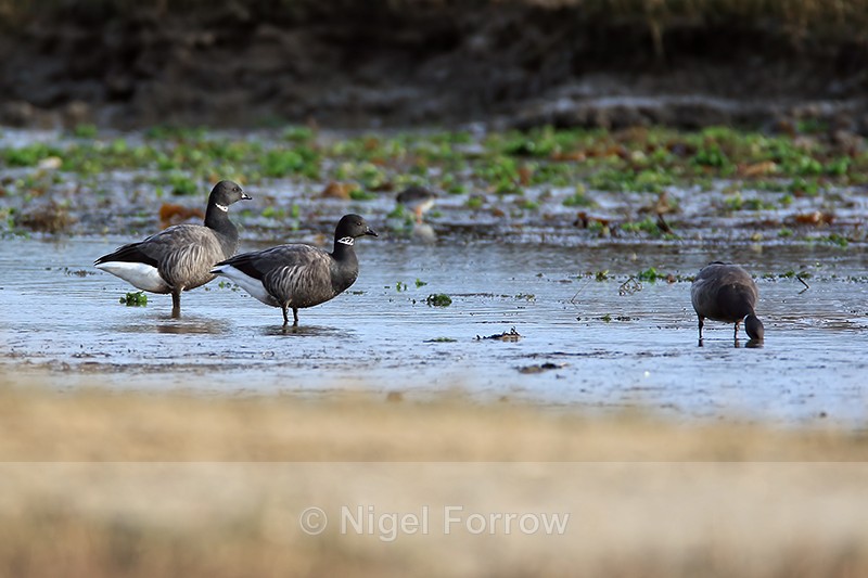 Dark-bellied Brent Geese, Arne RSPB, Dorset - Brent Goose