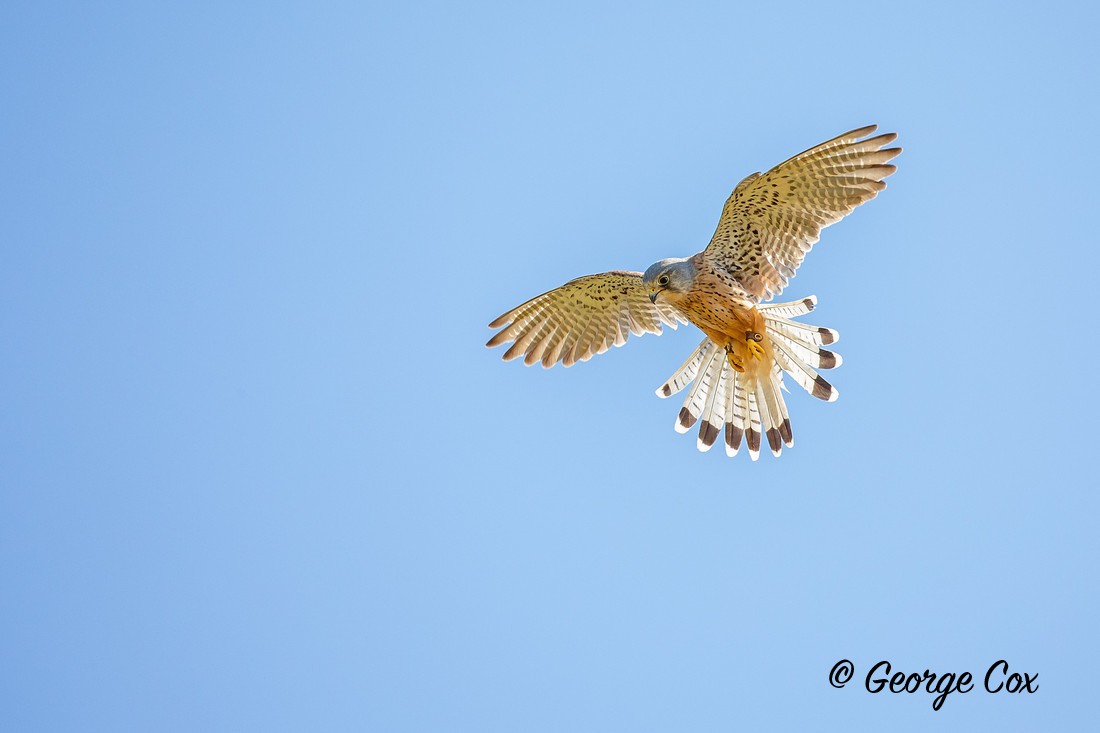 Kestrel - Owls