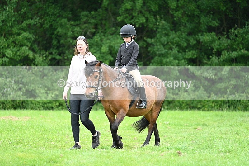 WJ7_3833 - Class 14A Handsome Gelding