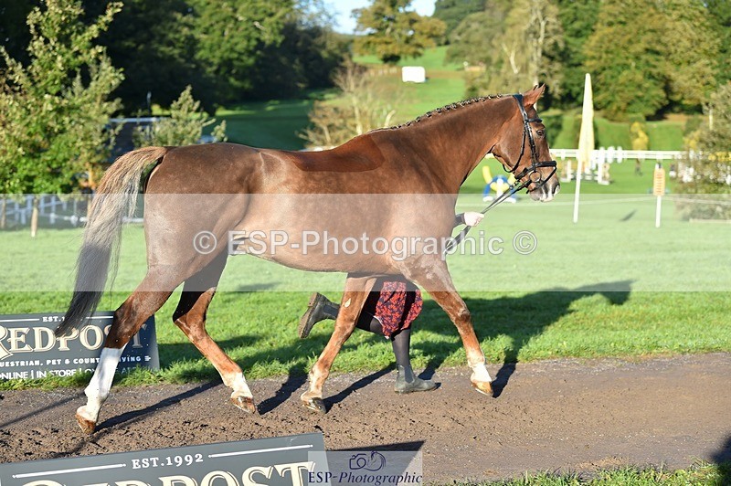 231022-092456-21770 - 639-TRAQ.TIME-Madeleine.Ellis-TrotUp+SJ