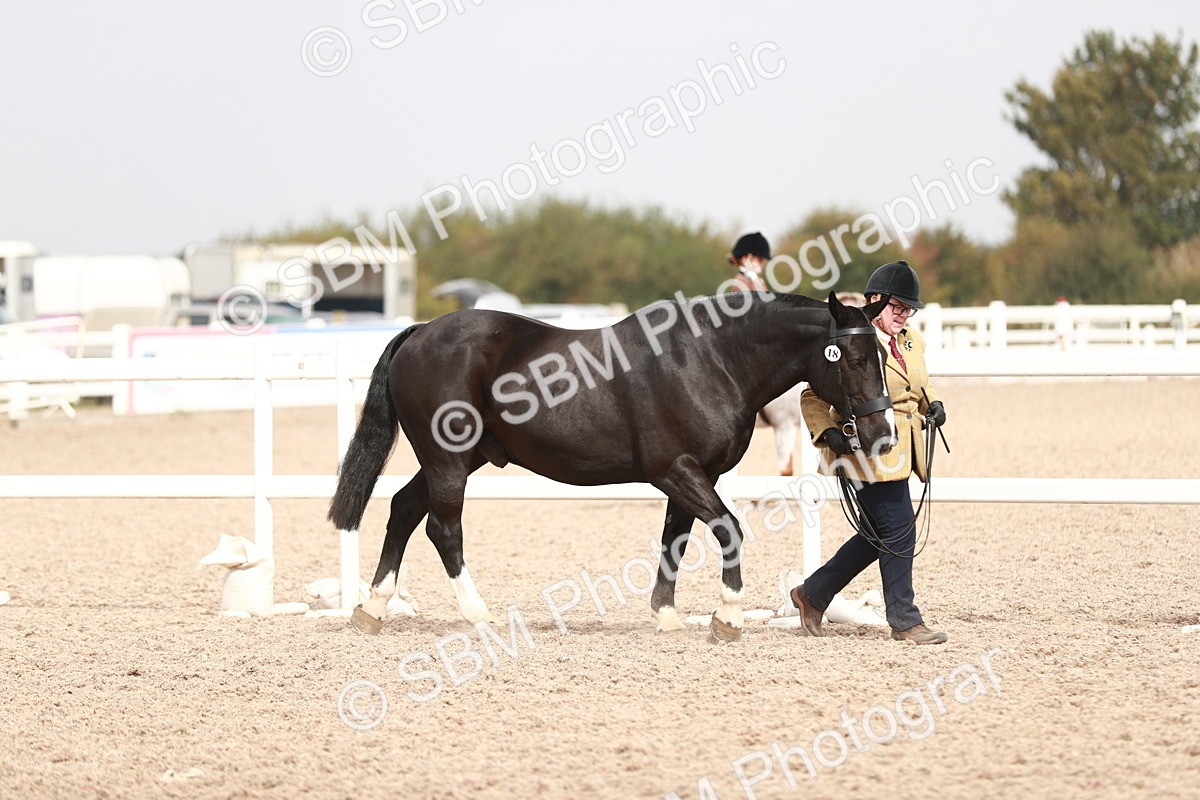 SBM_13152 - Class 208 IH Veteran Horse