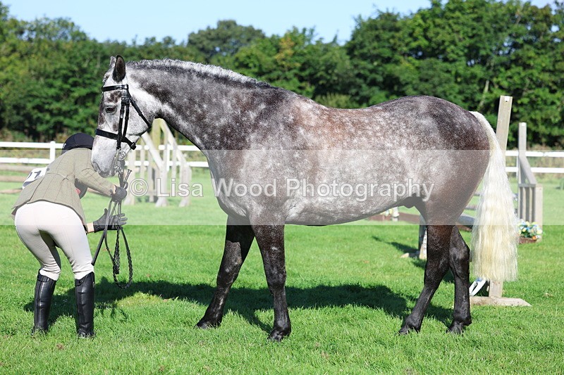 3E7A7662 - Class 1: Novice Working Hunter Pony