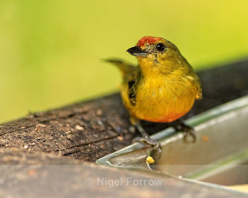 Spot-crowned Euphonia (female) at feeder, La Paz, Costa Rica - Spot-crowned Euphonia