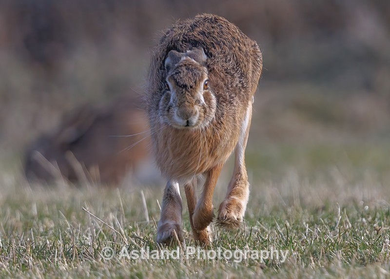 Brown Hare - Latest Images