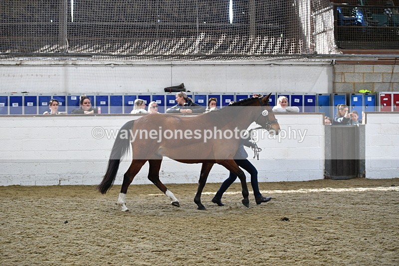 WJ5_4527 - Class 3 Part Bred In hand