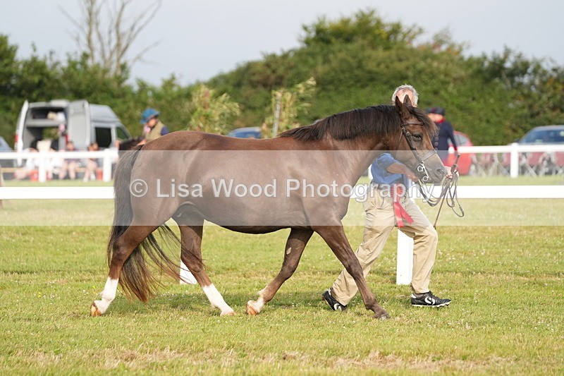 DSC04487 - Classes 44 & 45: NPS M&M Brood Mare and Foal