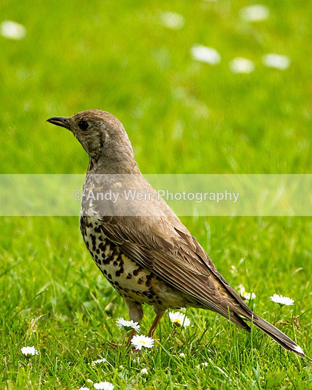 20130630-_MG_4493 - Thrushes