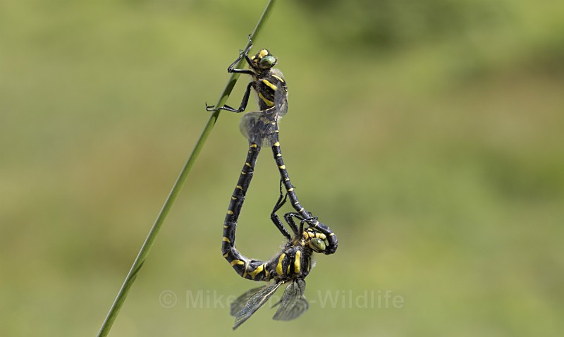 Golden ringed Dragonfly, Isle of Mull, Scotland - ISLE OF MULL WILDLIFE, Wildlife images from the Inner Hebrides
