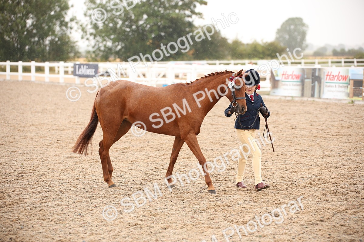 SBM_20134 - Class 702 - IH  Show Horse Pony