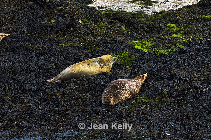 Seals on Loch Linnhe - DSC_9165_00101 - Sea Lions and Seals