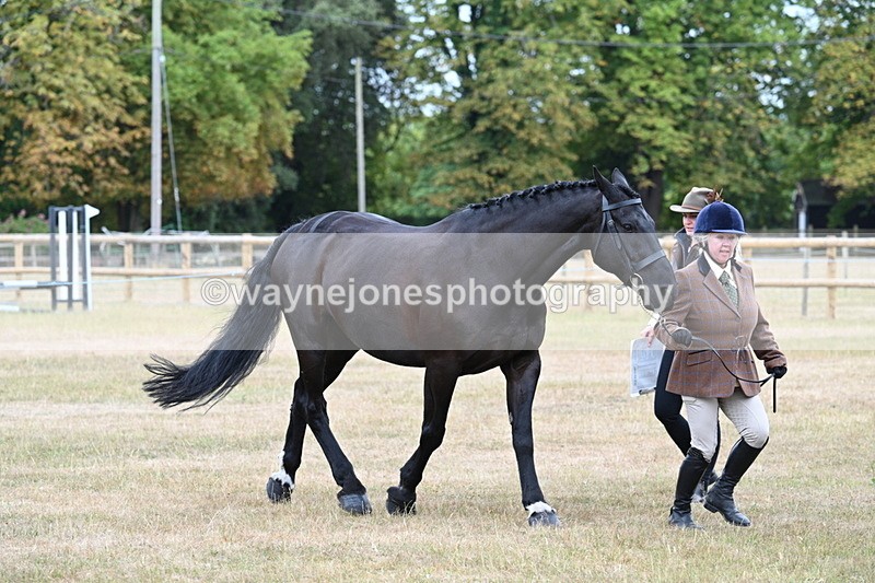 WJ7_0034 - Class 5a Most Handsome Gelding (above 14.2hh)