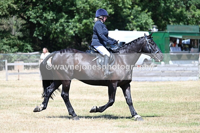 WJ7_2967 - Class 7 Riding Club Show Horse