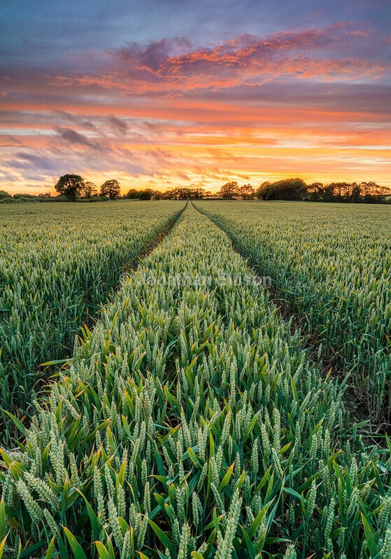 Wheat Field Sunrise - Rivington And Surrounding Areas