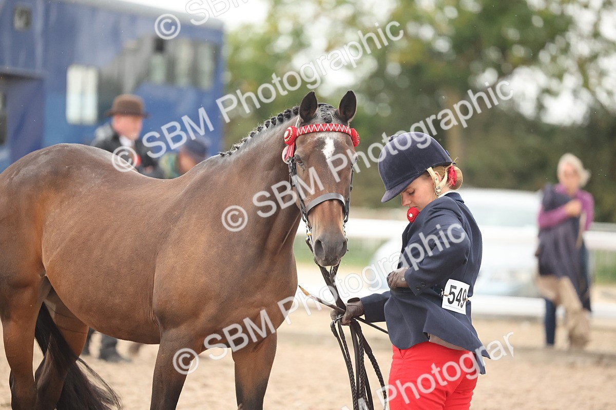 SBM_19420 - Class 317 - IH Pure Bred Horse-Pony