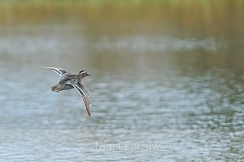 Garganey (drake) showing upper wings, Stratfield Brake, Oxfordshire - Garganey