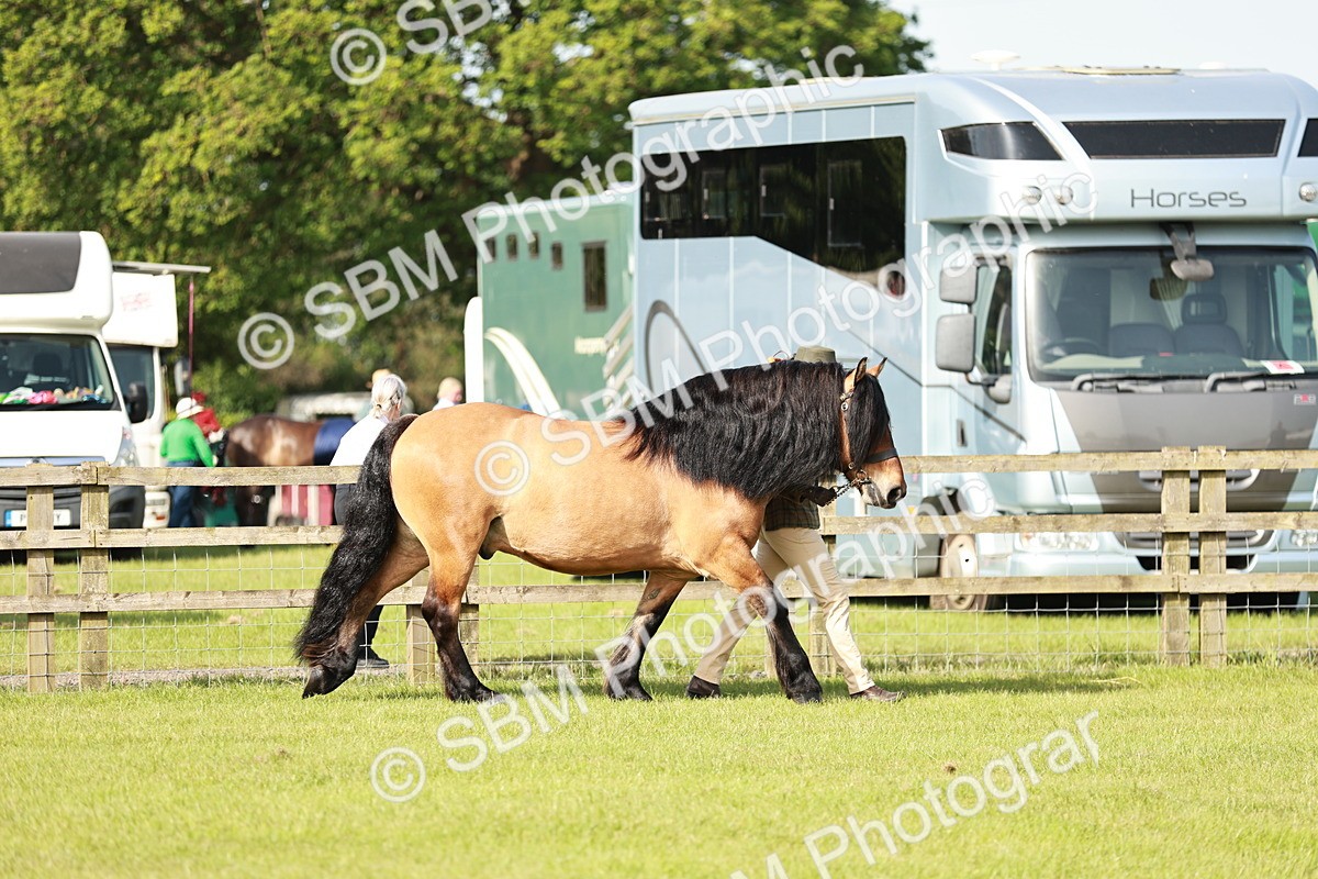 SBM_00793 - Class 14-23 - Mountain & Moorland In Hand Non Welsh