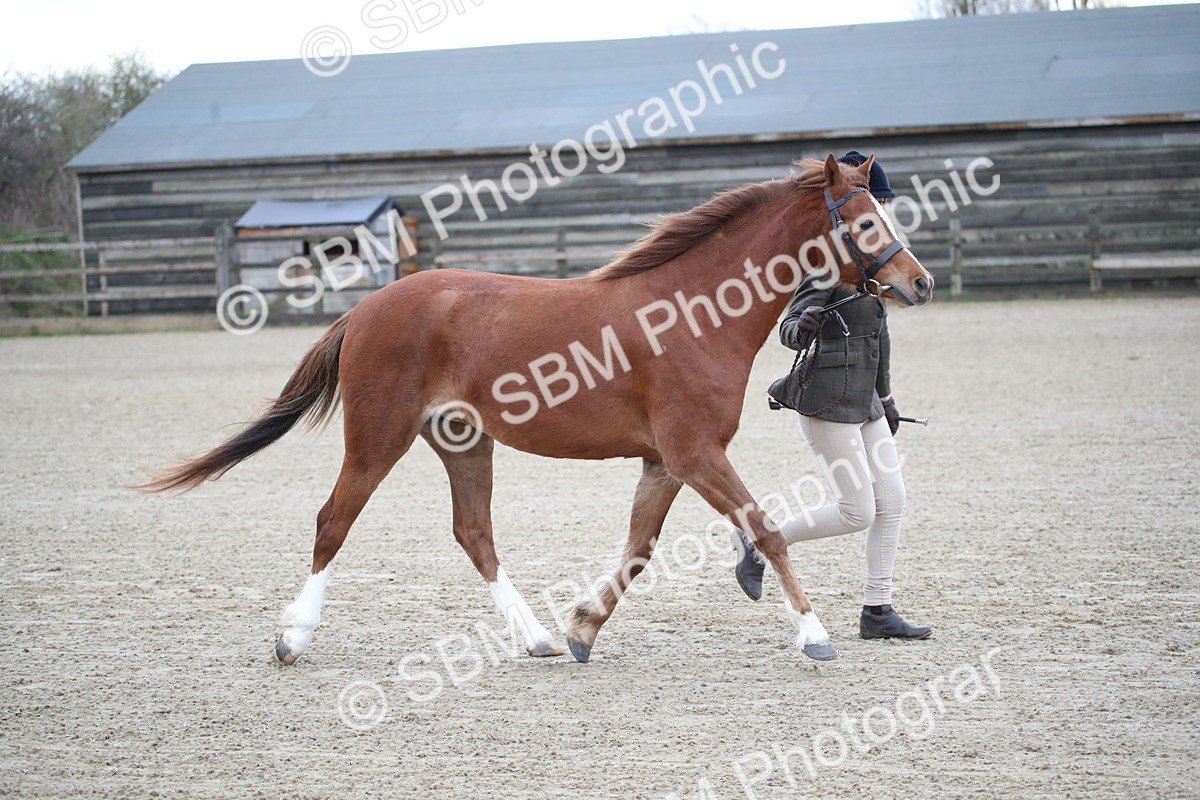 SBM_003911 - Class 1-4 - Young Stock classes Inc. In Hand Championship