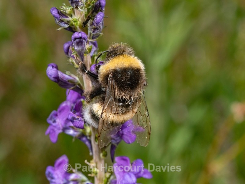 White-tailed bumble bee ♂︎ (Bombus leucorum) - Ten Metres from Home 1.  (2020)
