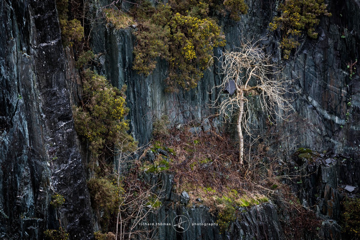 Nesting - Repossession