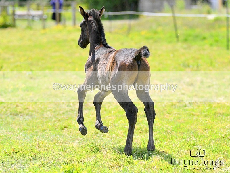 WJ5_4177 - Lyford Stud - Foals 01-06-25