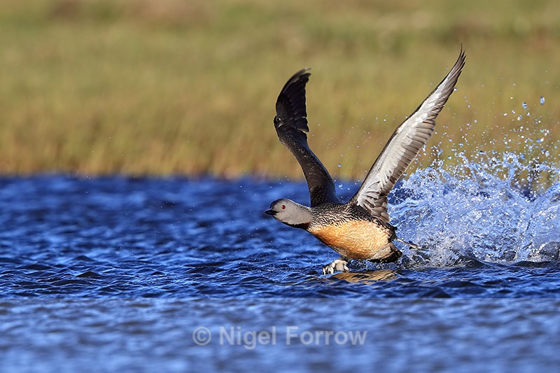 Red-throated Diver starts take-off, Floi, Iceland - Red-throated Diver