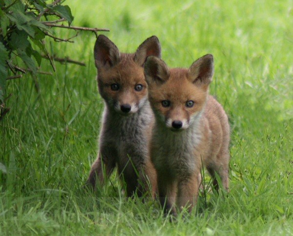 515 Fox cubs - OTHER WILDLIFE (UK)