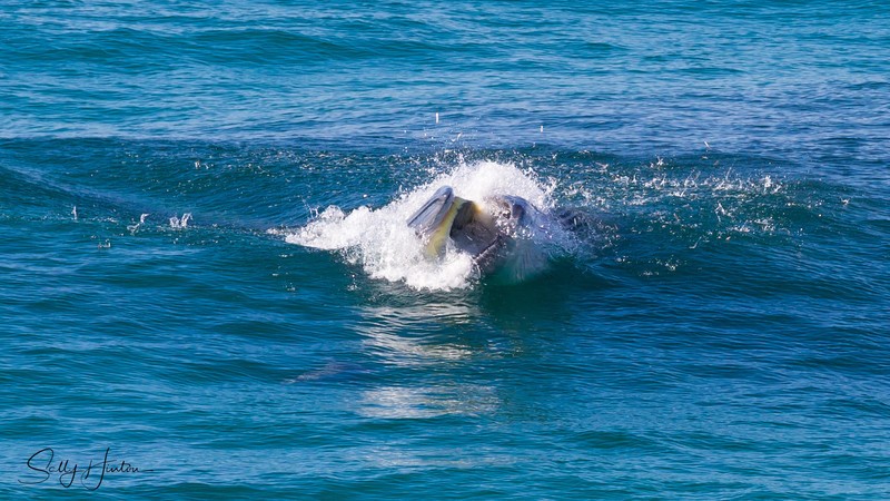 Whale Feeding 4