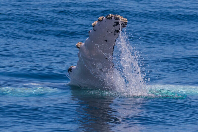 0A3A2423 - 2024 Whale Photos