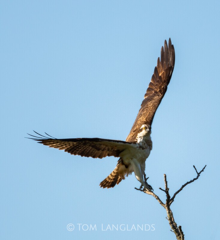 Osprey - Birds of Prey