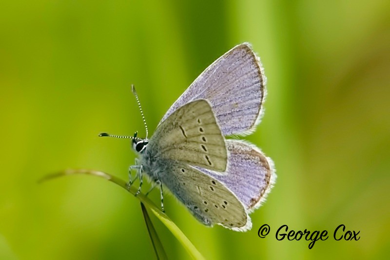 Little Blue - Vercors Butterflies